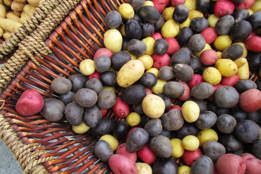 Kleurrijke aardappelrassen in rood, zwart en geel