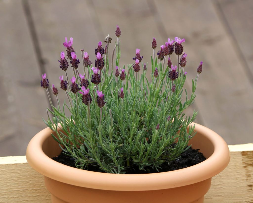 Lavendel in een pot