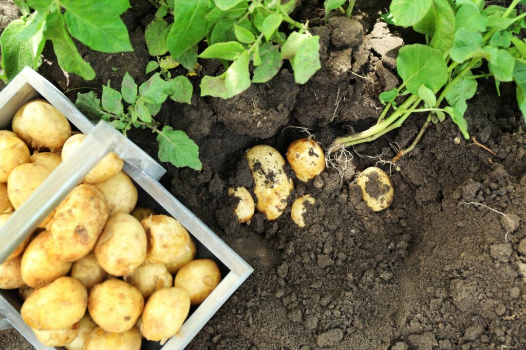 Vers geoogste vroege aardappelen