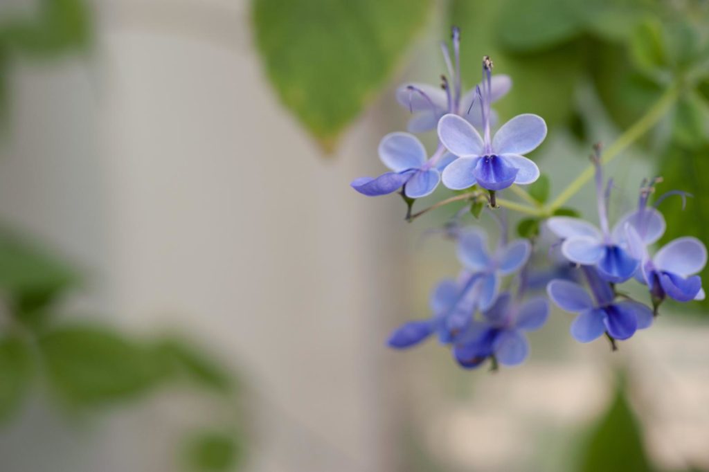 Oegandese losse struik met blauwe bloemen