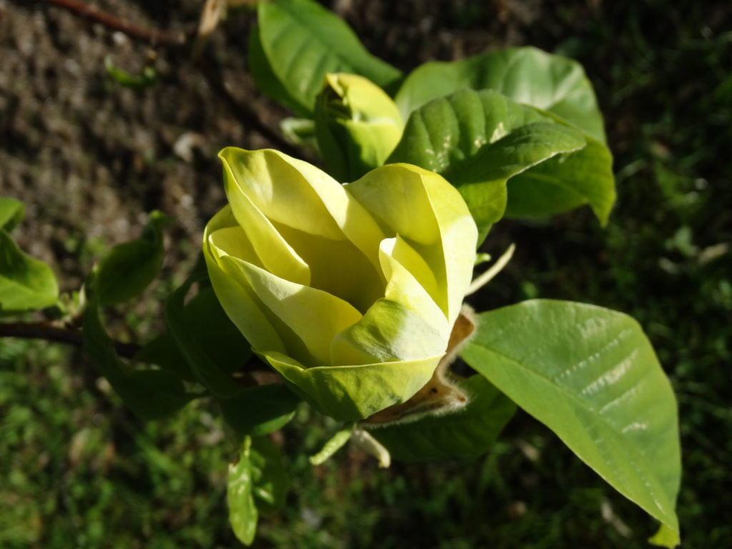 Komkommer magnolia geel groen blad