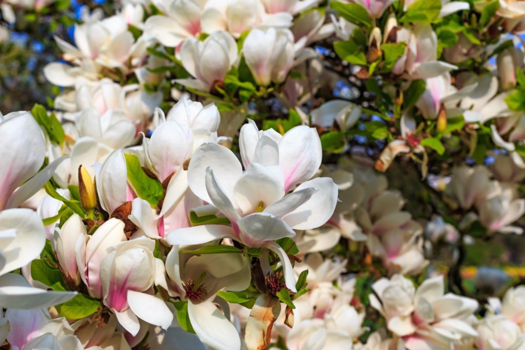 Roze witte bloemen van de magnolia