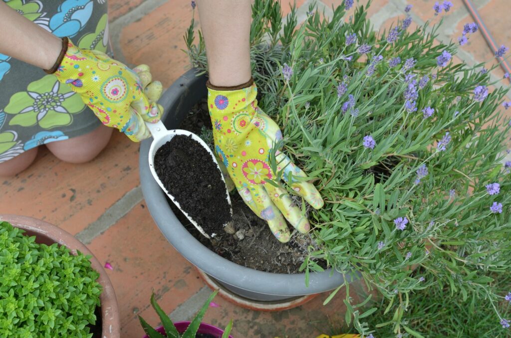 Lavendel bemesten en bekalken wanneer, hoeveel &amp; waarmee?