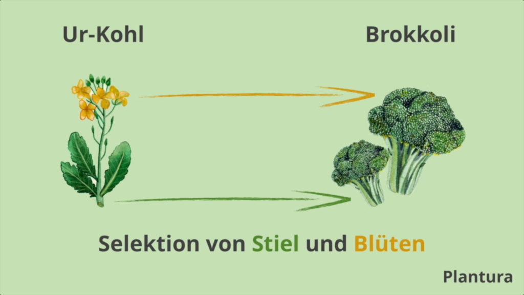 Bij broccoli zijn de bloemen en stengels bewust gekweekt