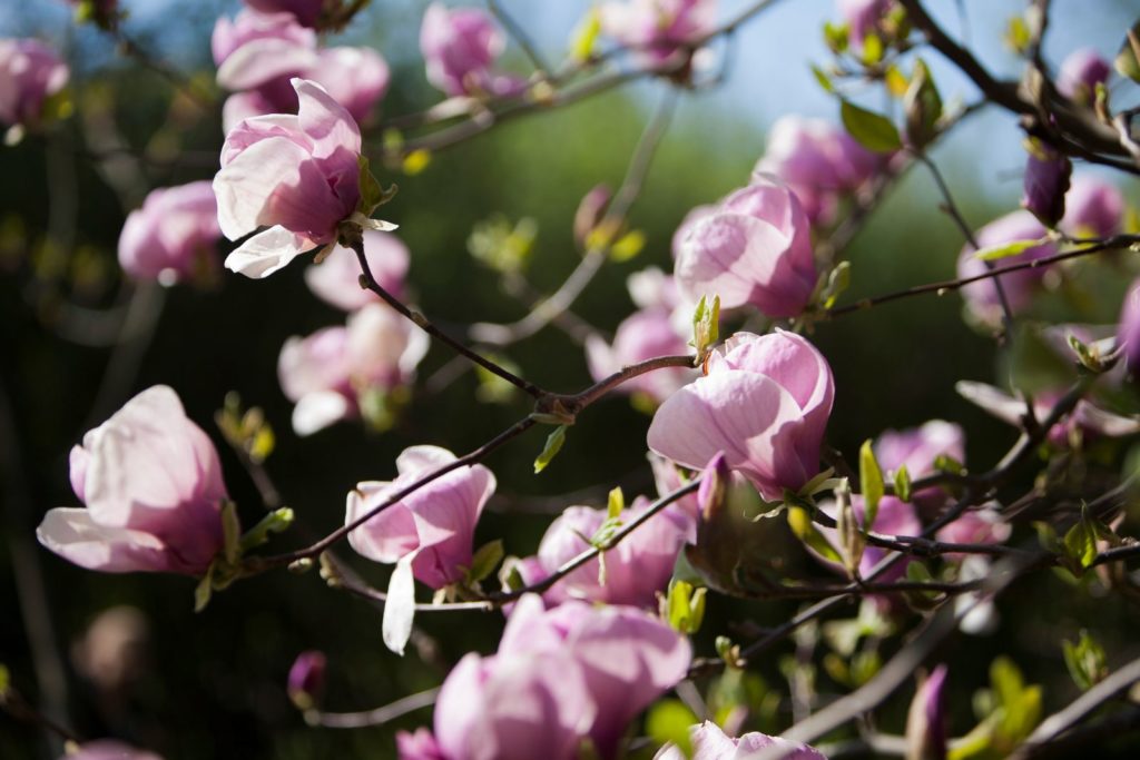 Bloesems magnolia boom roze in de tuin