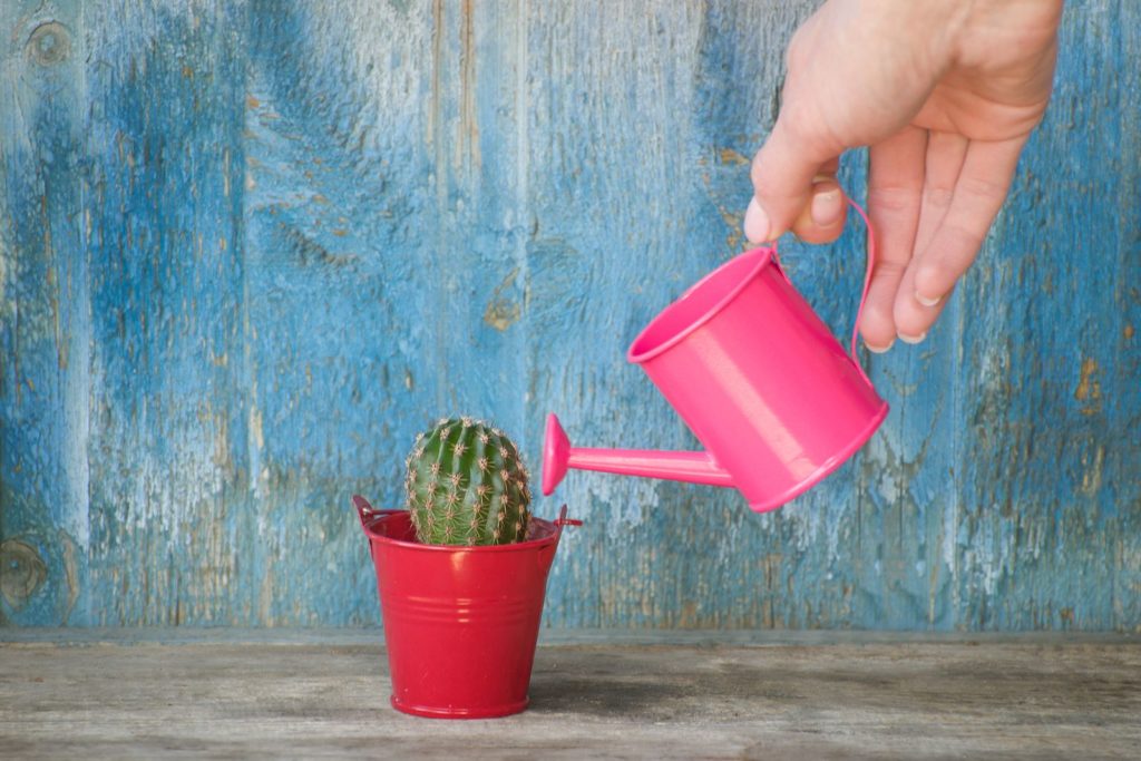Een cactus water geven met een roze gieter