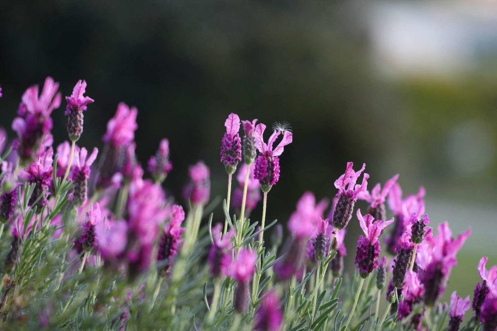 Paarse lavendel bloemen met achtergrond