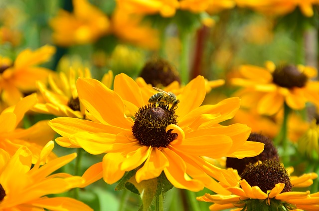 Zonnebloem als bijenvriendelijke plant