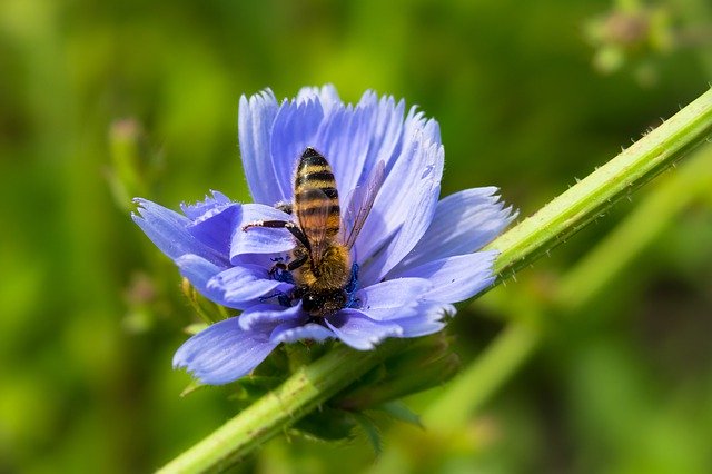 Witlof als bijenvriendelijke planten