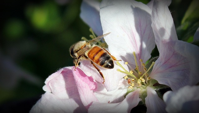 Appelboom als bijenvriendelijke plant