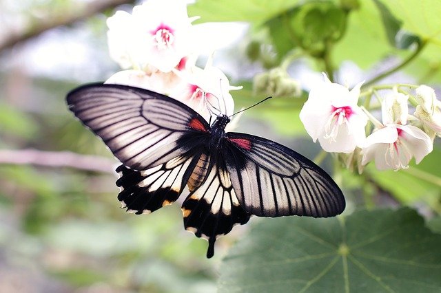 Vlinder - Papillon