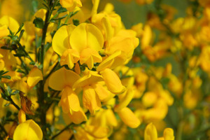 Close-up van gele brem bloemen