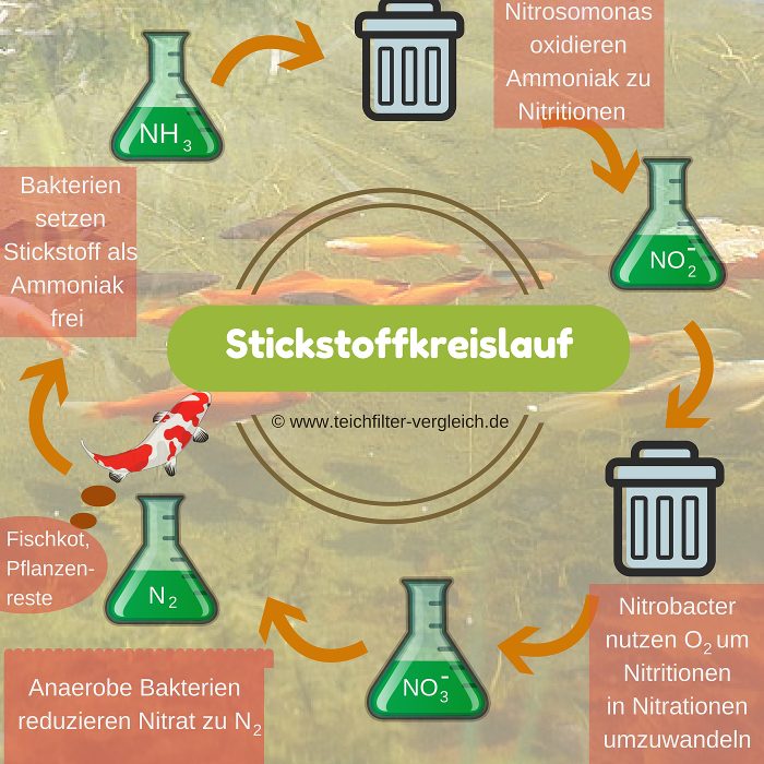 Biologische filtratie, stikstofcyclus vijverfilter