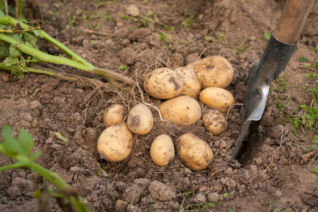 Aardappelen rooien tijdens de oogst