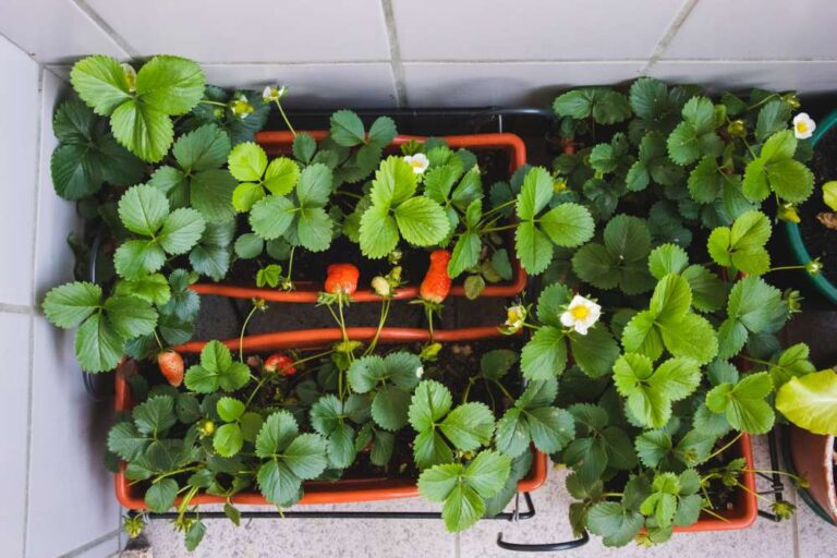 Aardbeien op het balkon: instructies voor het planten in potten en pallets