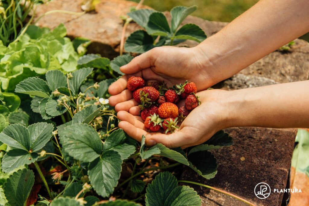 Aardbeien uit eigen tuin