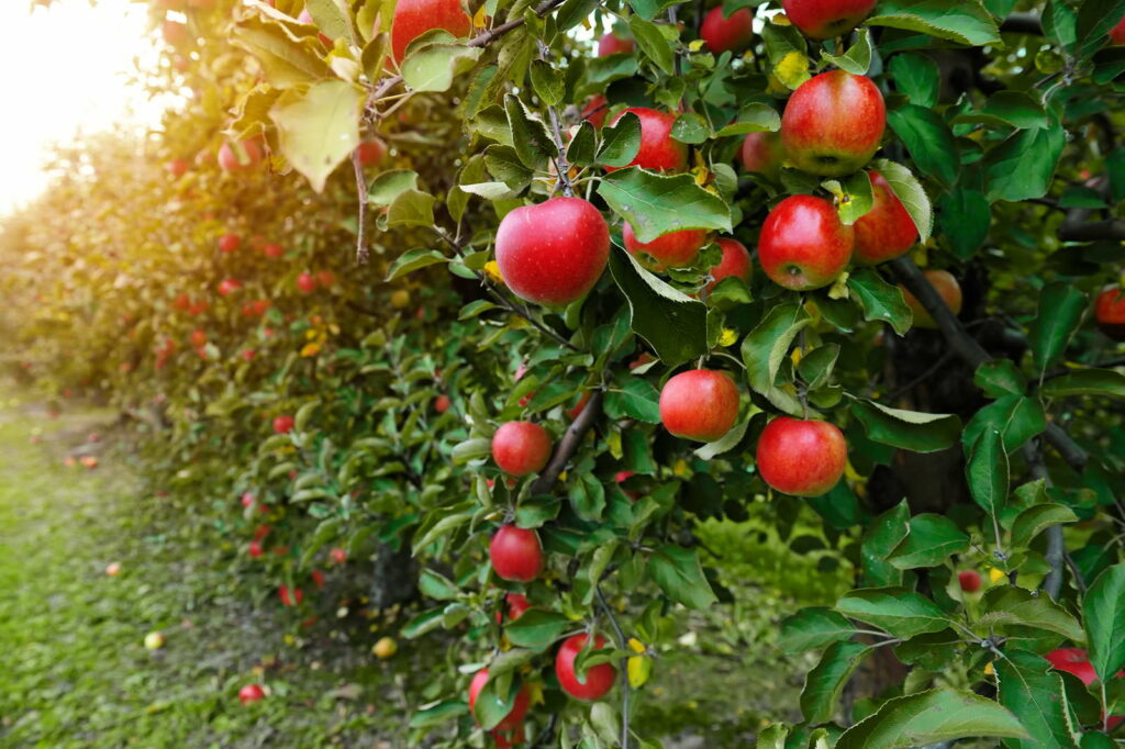 Appels op een plantage