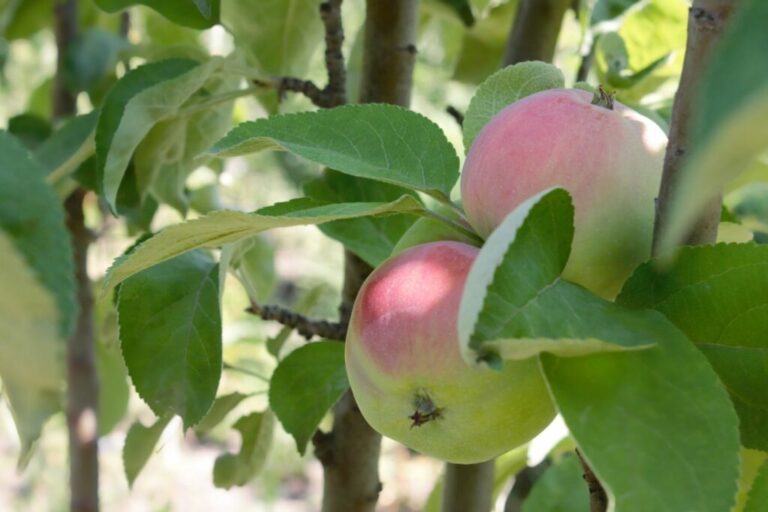 Appelvariëteit “Borowinka”: teelt, oogst en eigenschappen