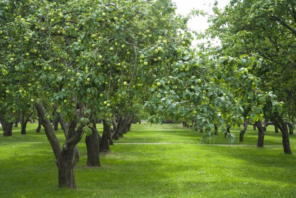 Appelbomen van de variëteit Seestermüher-citroenappel