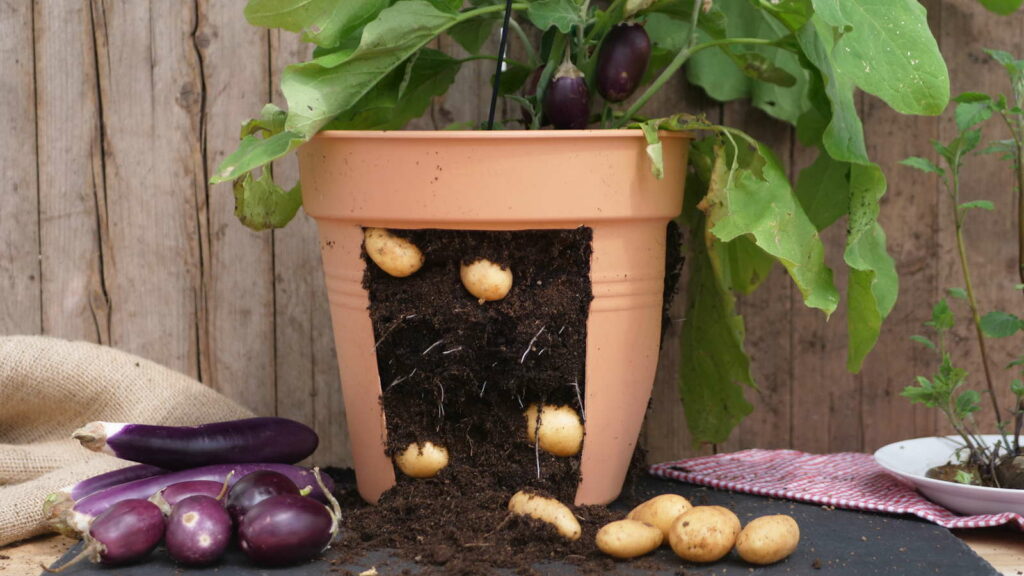 Aubergine en aardappel in potten kweken
