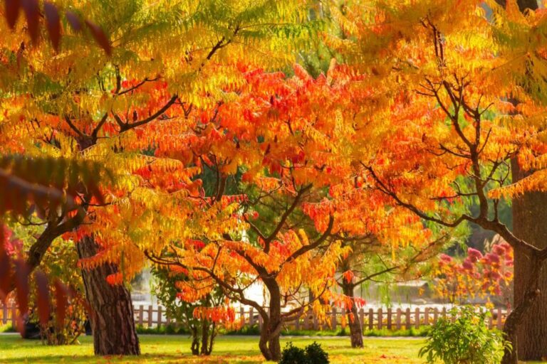 Azijnboom: Alles over soorten, planten & verzorging