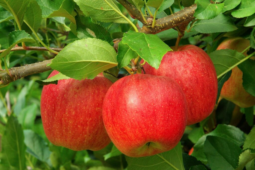 Rode Freiherr von Hallberg appels aan de boom