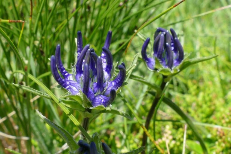 Bellflower familie: De populairste soorten in een oogopslag