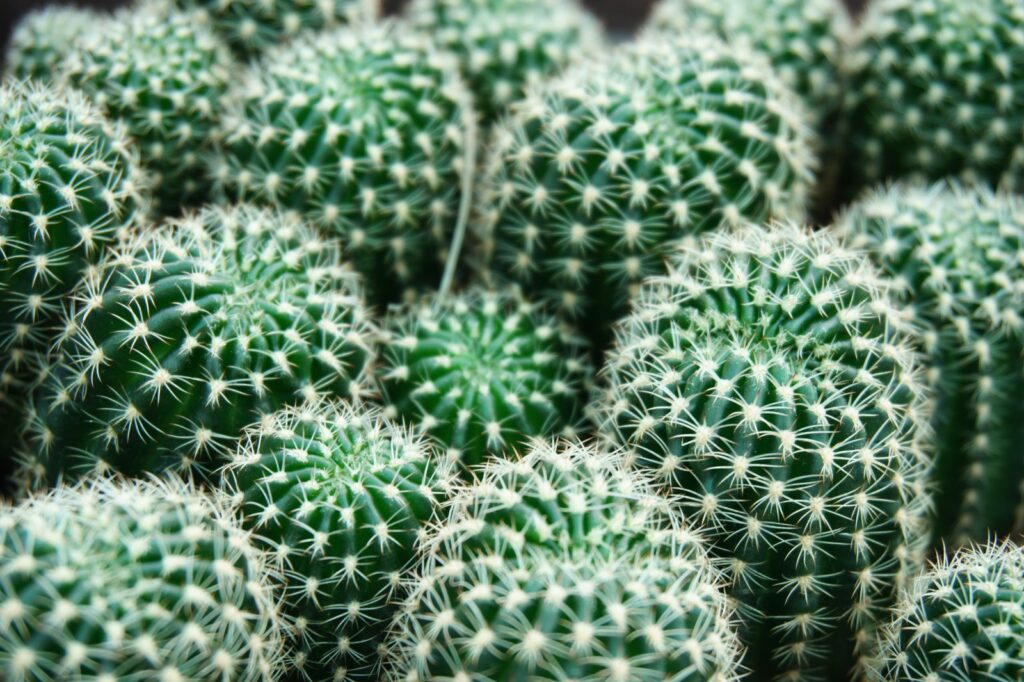 Groene Cactussen
