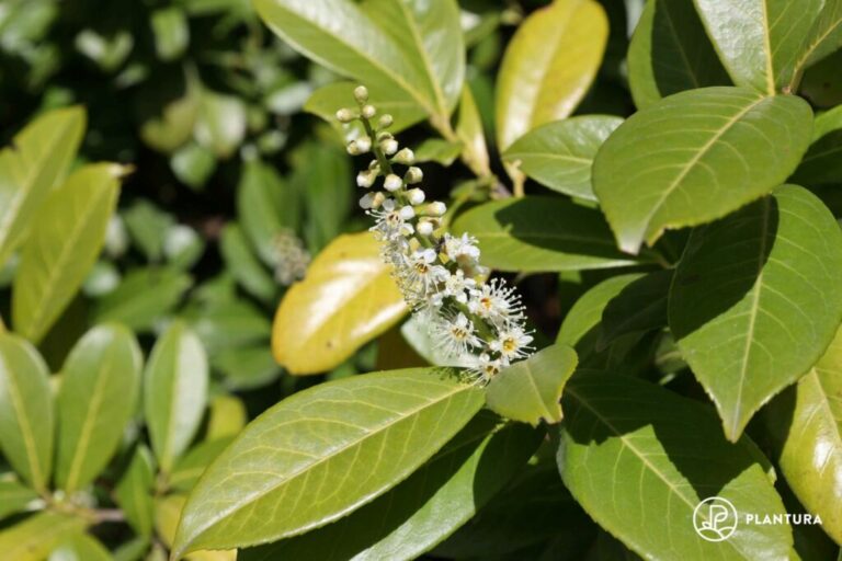 Bemest de laurierkers: Instructies en onderhoudstips