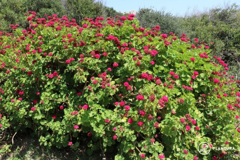 Bemest geraniums: Wanneer, hoe & waarmee voor een perfecte bloei?