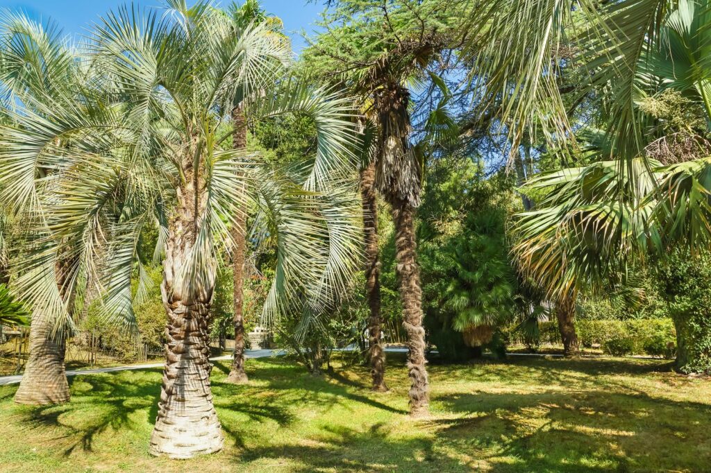 Palmbomen in een subtropisch park