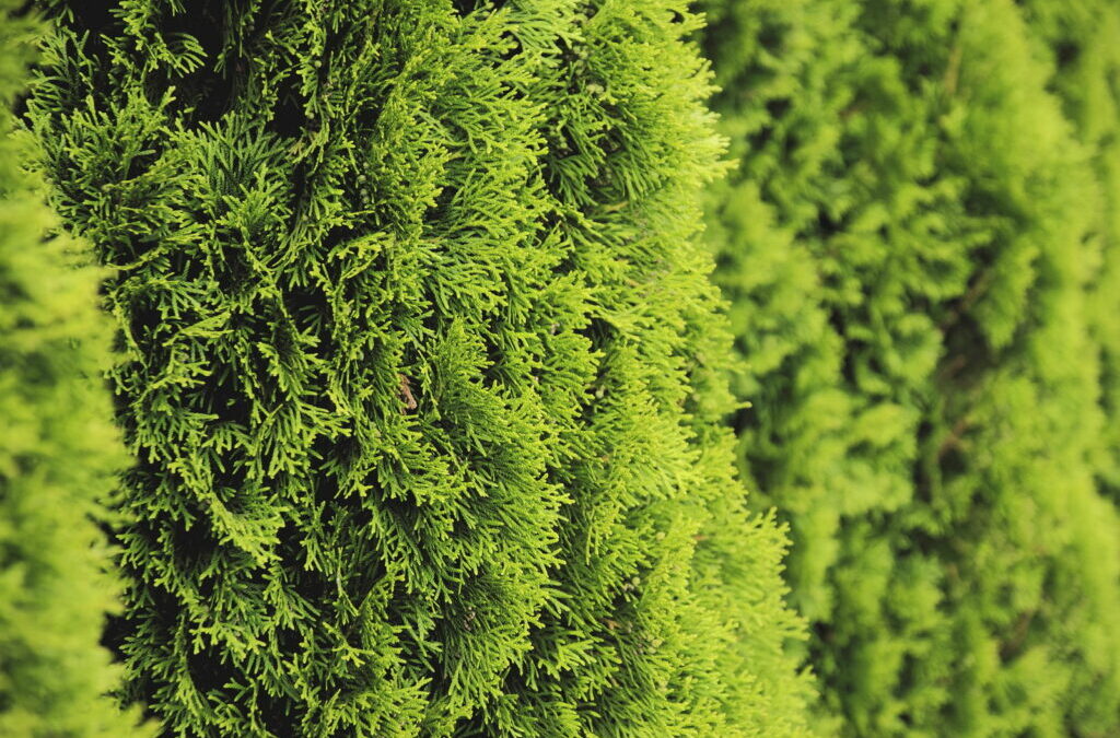 Bemesting van coniferen: Tips voor het bemesten van Thuja & Co.