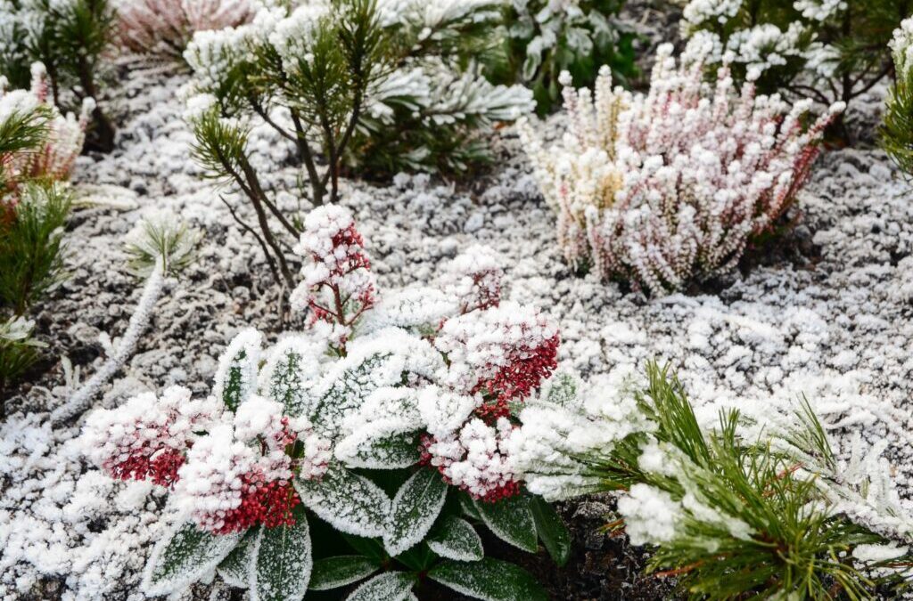 Bescherm planten tegen vorst: Tips & diverse mogelijkheden