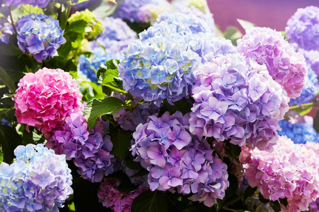 Hortensia's met kleurrijke bloemen