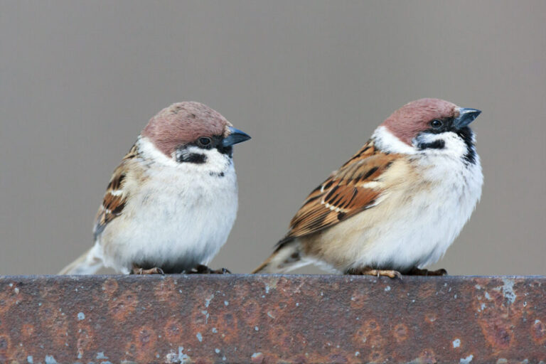 Boommussen: verschillen met huismussen, broedseizoen & Co.