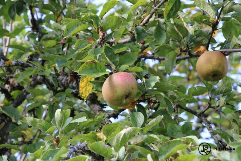 Boskoopse appels: smaak, oogsttijd & co.