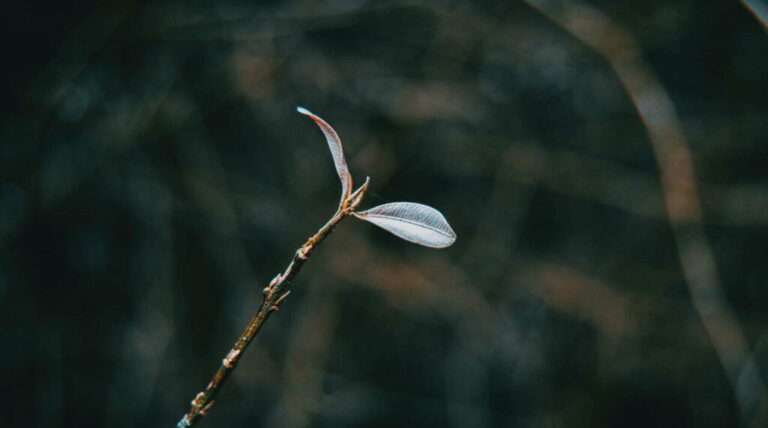 Bosscheuten: symptomen en tegenmaatregelen