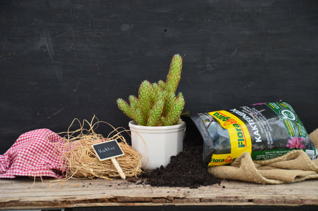 Cactusgrond met aarde op houten tafel natuurlijk