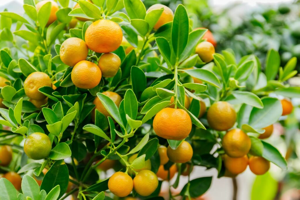 Calamondin-sinaasappelen