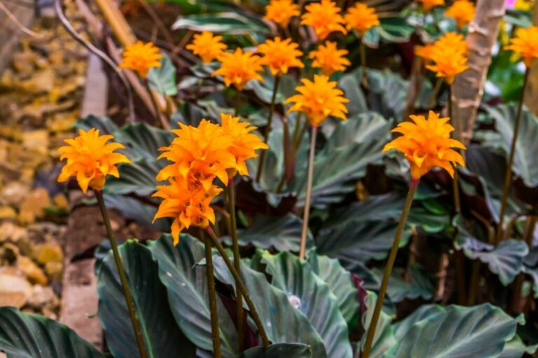 Calathea crocata: verzorging, locatie en giftigheid