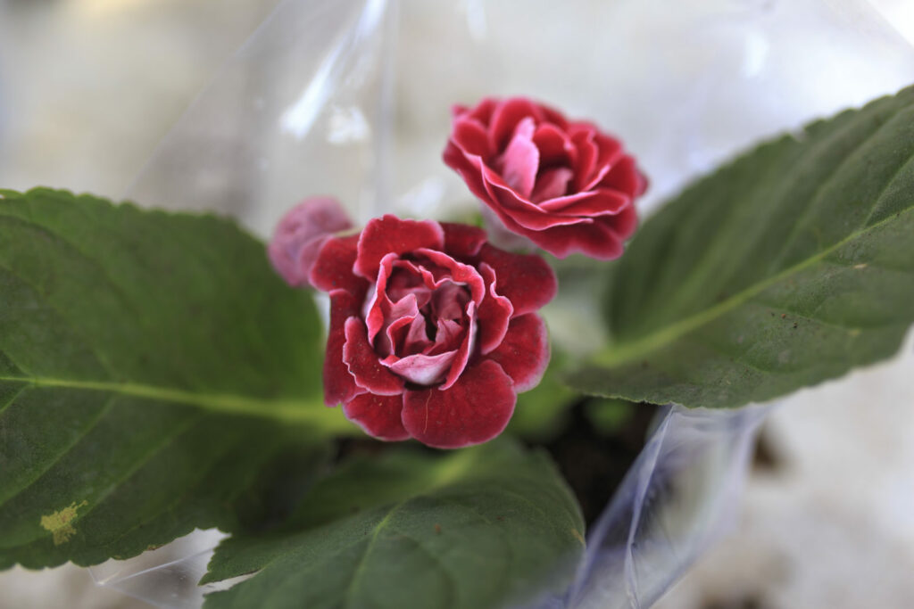 Camellia verpakt in plastic roze bloesem