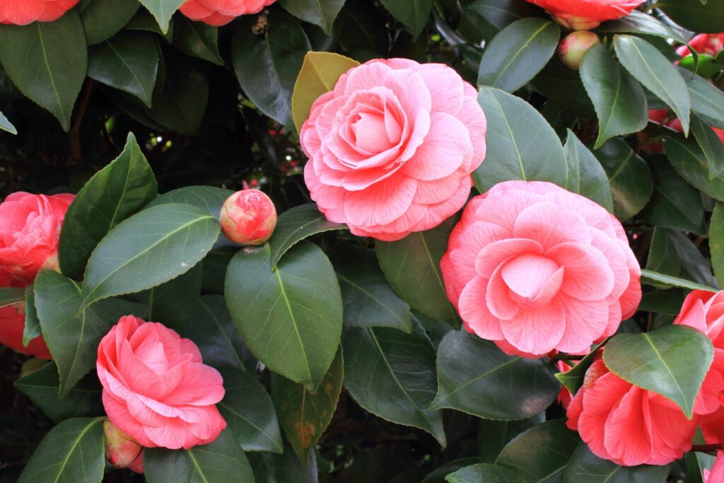 Camellia bloemen op de struik roze
