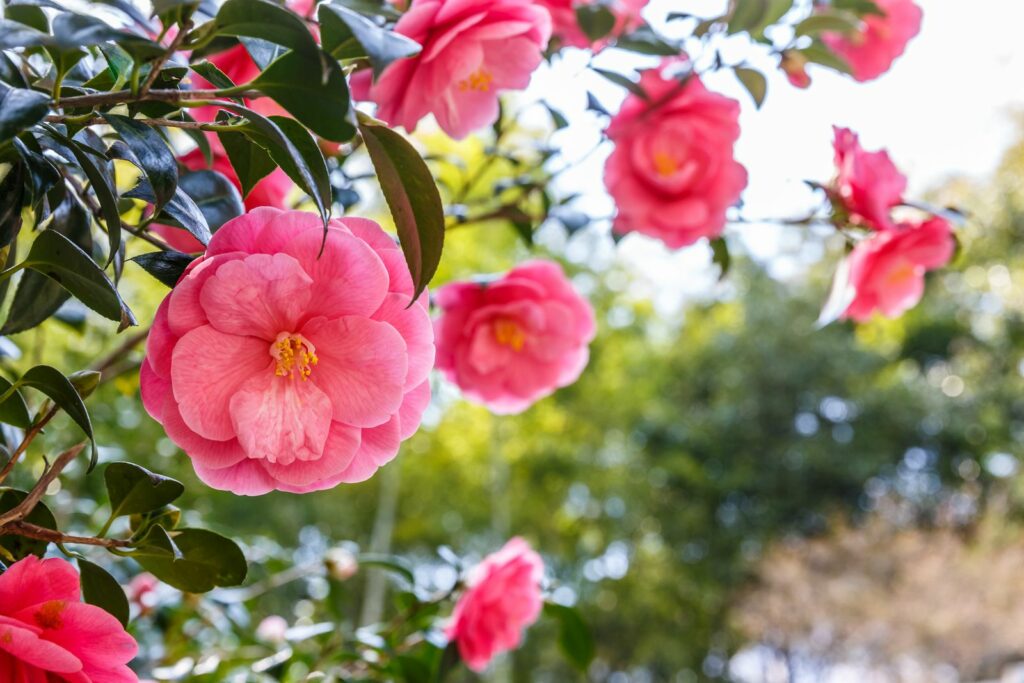 Boom met roze bloemen Camellia