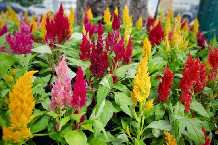 Celosia: planten, verzorging & de mooiste vederstruiken