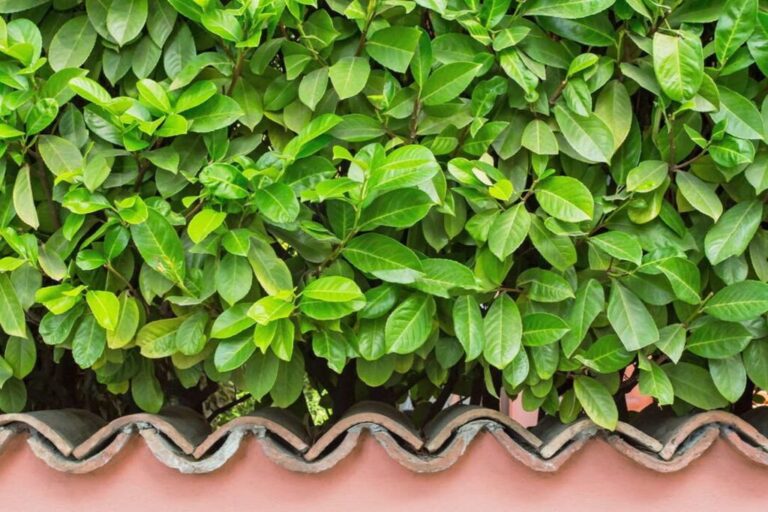Cherry Laurel Hedges: De beste rassen voor uw tuin (overzicht)