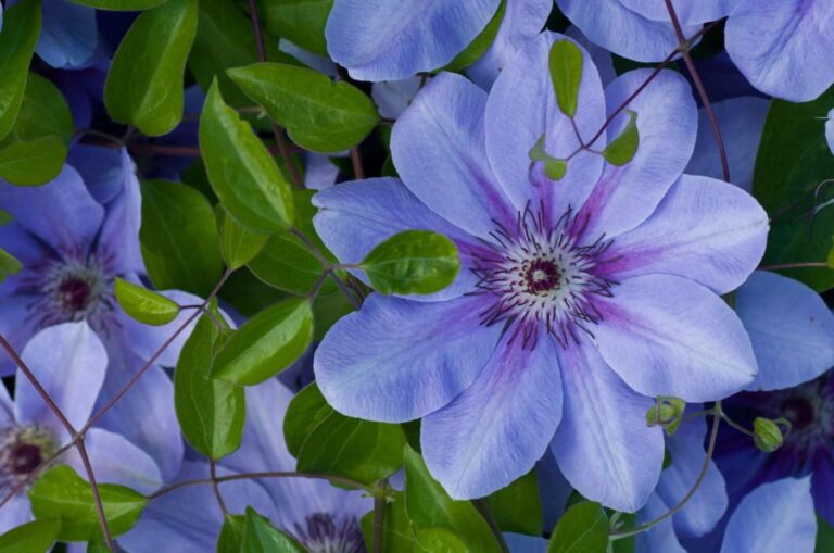 Clematis soorten en variëteiten: Winterharde & bijzondere rassen (overzicht)