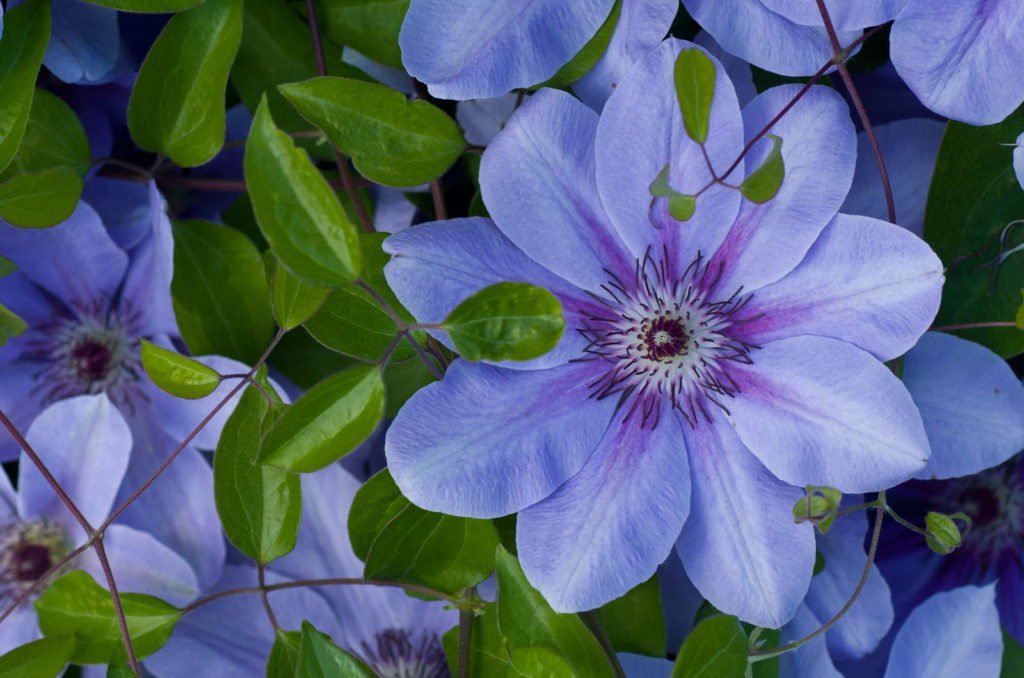 Blauwe bloemen van de clematis