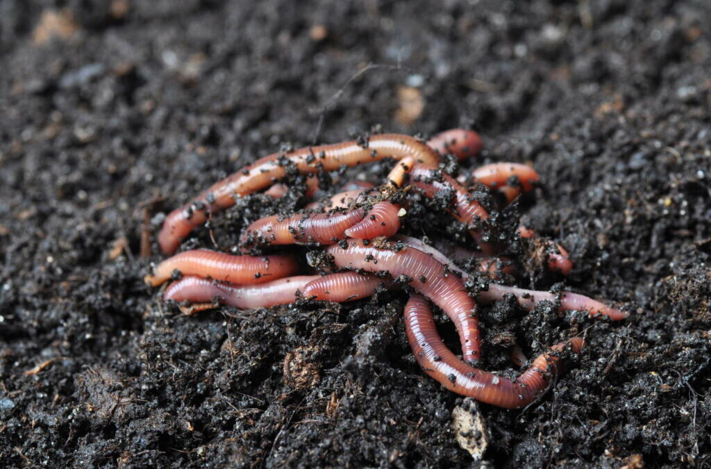 Compostwormen: Soorten, functie en tips voor vermeerdering