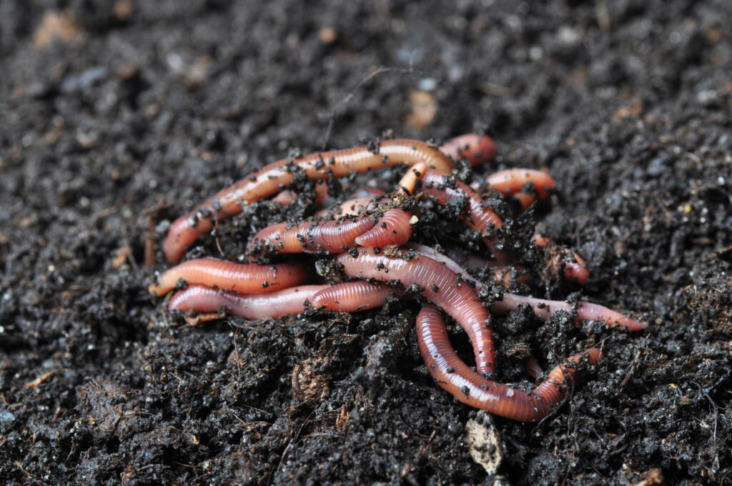 Groep regenwormen op de grond