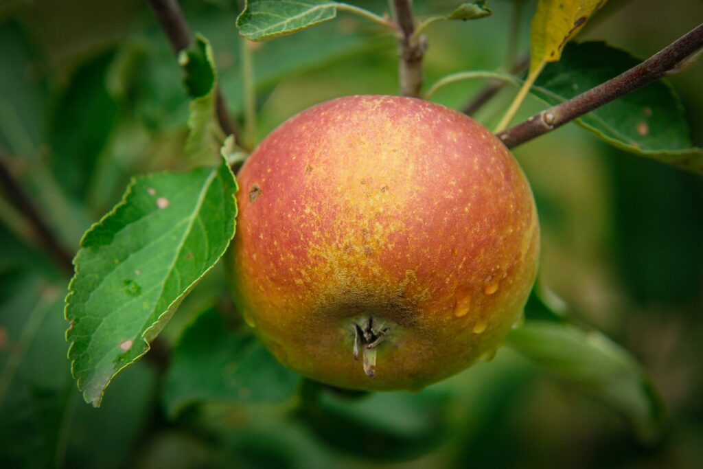 Enkele Cox Orange appel in de boom